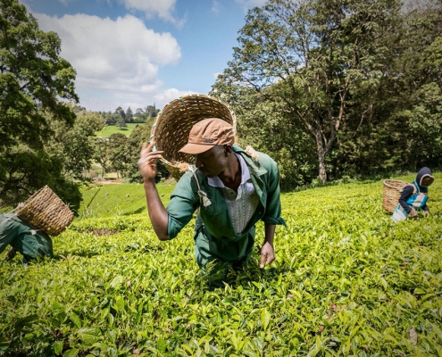 Sign up for Weekly Auction Report